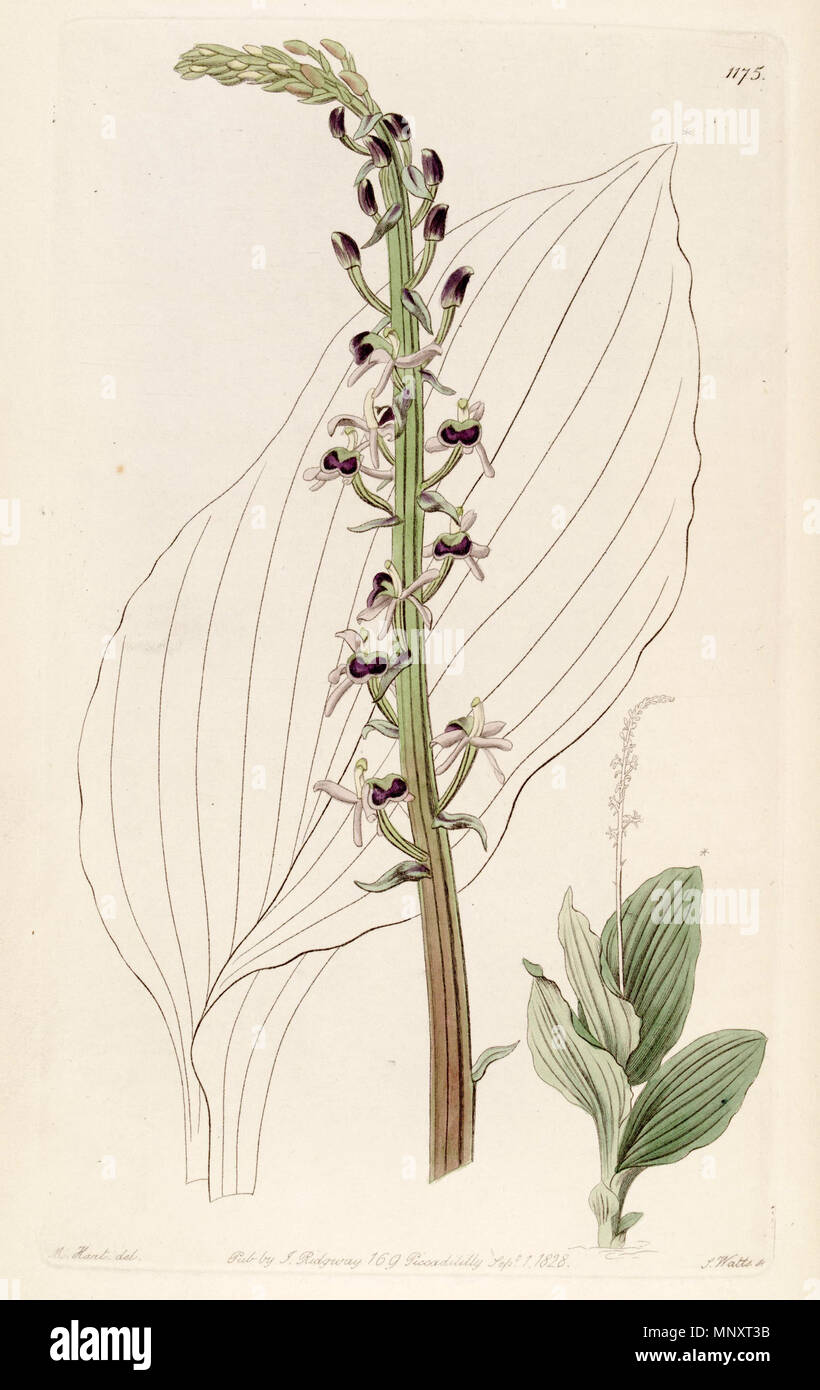 . Illustration de Liparis mentale ssp. nerveuse (comme syn. Liparis elata) . 1828. Designer : M. Hart - Graveur : J. Watts 812 Liparis mentale subsp. nervosa (comme Liparis elata) - Bot. Reg. 14 pl. 1175 (1828) Banque D'Images