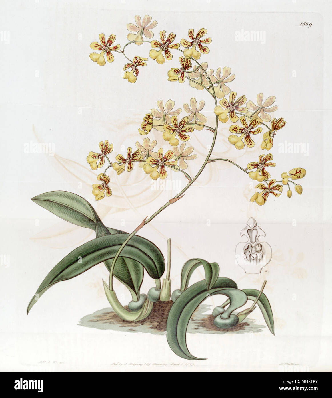 . L'Oncidium harrisonianum Oncidium auricula ou . 1833. Mme A. H. del., J. Watts sc. 942 l'Oncidium Oncidium harrisonianum auricula - Edwards - vol 19 pl 1569 (1833) Banque D'Images