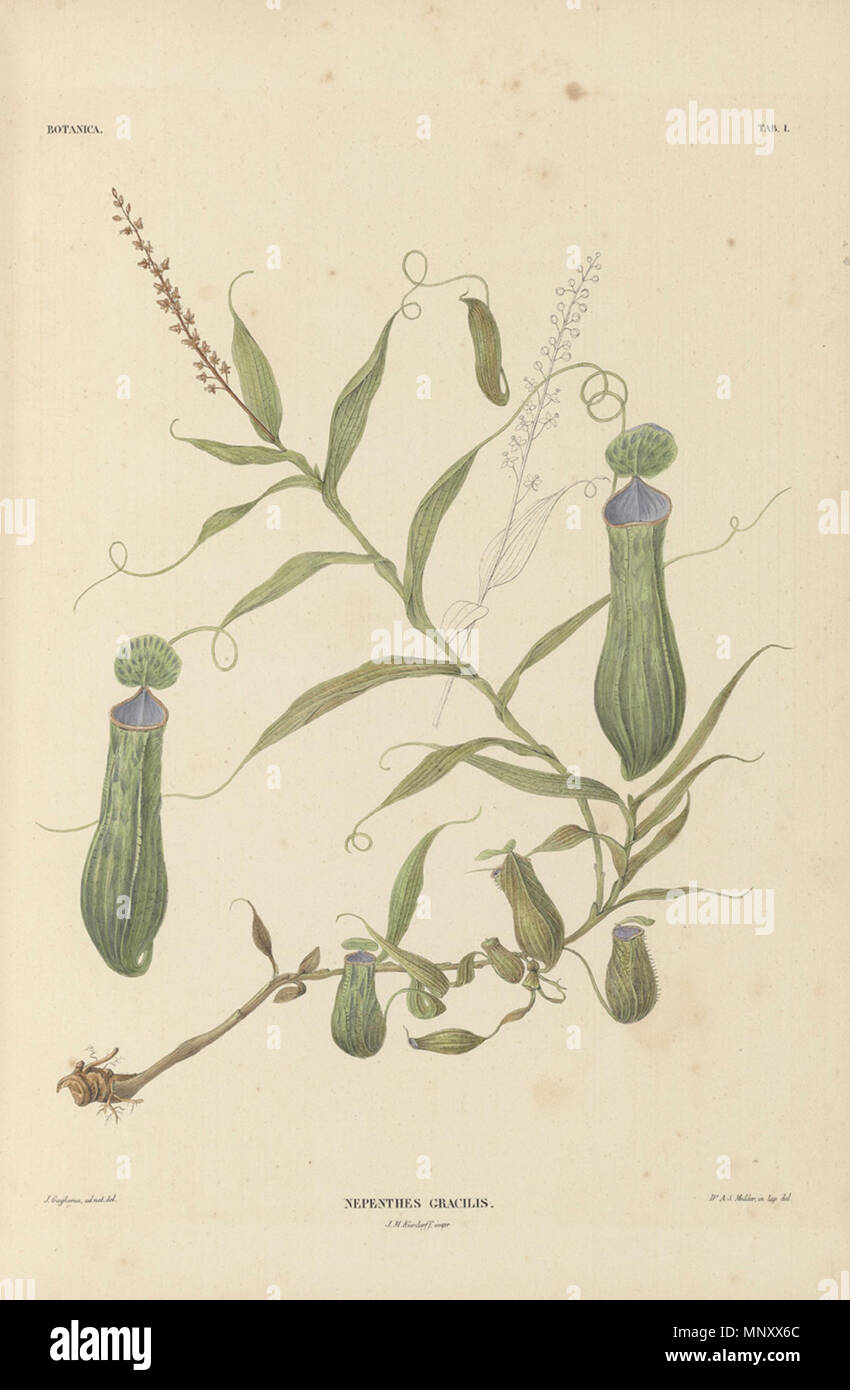 . Anglais : Nepenthes gracilis de Pieter Willem Korthals' monographie 1839, 'het geslacht Nepenthes' . 1839. Pieter Willem Korthals (1807-1892) 922 Nepenthes gracilis Korthals 1839 Banque D'Images