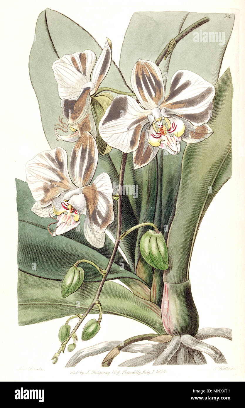 . Phalaenopsis aphrodite aphrodite subsp. (syn. Phalaenopsis amabilis Lindl. (1838), nom. illeg.) . 1838. Mme Drake (1803-1857) del. , J. Watts sc. 981 Phalaenopsis aphrodite aphrodite subsp. (comme Phalaenopsis amabilis Lindl.) - Edwards vol 24 (NS 1) PL 34 (1838) Banque D'Images