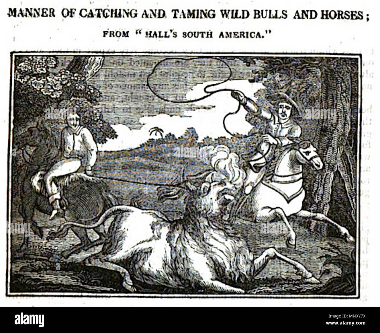 . Anglais : Manière d'apprivoiser et attraper des taureaux et chevaux . 1825. John Byfield 1201 TR02 Image 29 Banque D'Images