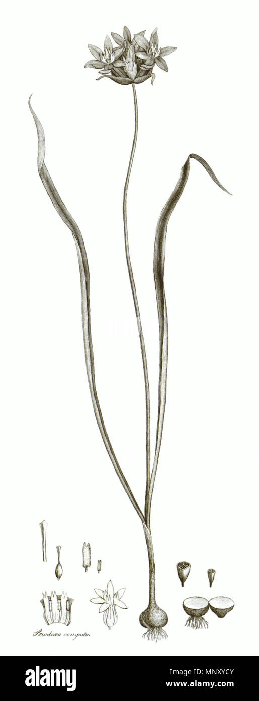 . Il s'agit d'onglet. I. Dans le volume X de transactions de la Société linnéenne de Londres, publié en 1811. L'usine est représenté Brodiaea congesta, maintenant connu sous le nom de Dichelostemma congestum. 1811. Divers 1203 transactions de la Société linnéenne de Londres, Volume 10 - onglet. 1-nouvelle-cropped Banque D'Images
