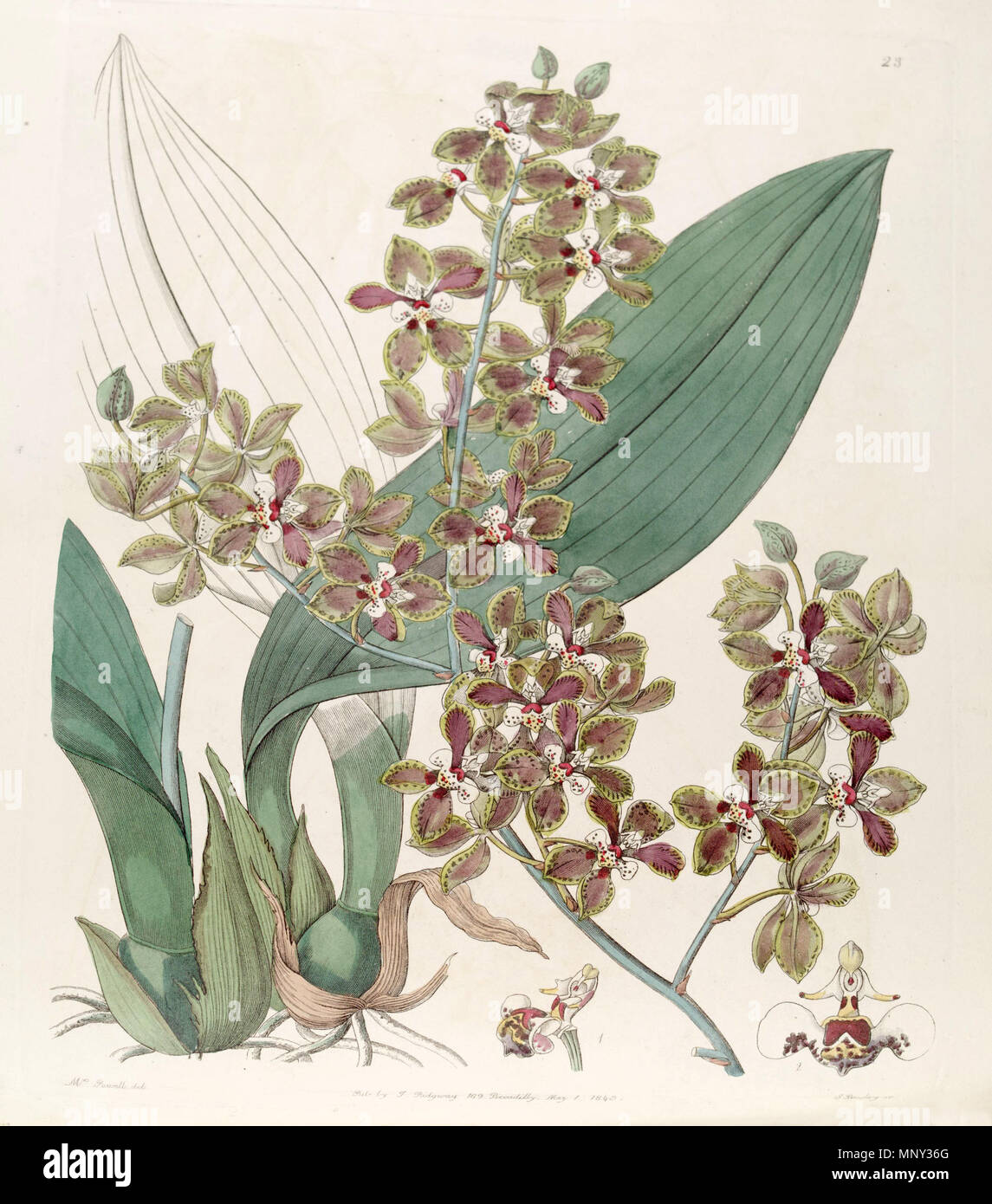 . Trichocentrum microchilum (syn. L'Oncidium) microchilum . 1843. Mme Powell del. , G. Barclay sc. 1204 Trichocentrum microchilum microchilum (comme l'Oncidium) - Edwards vol 29 (NS) 6 pl 23 (1843) Banque D'Images