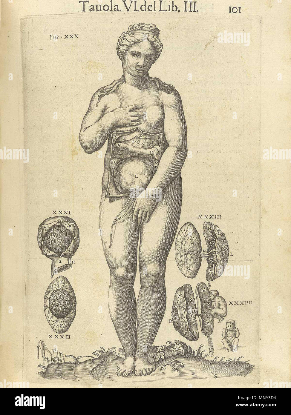 . Español : Anatomía del Cuerpo Humano, Roma, 1560 . 1540. Valverde de Juan Hamusco, Gaspar Becerra, Nicolas Beatrizet Valverde 1221 p101 Banque D'Images