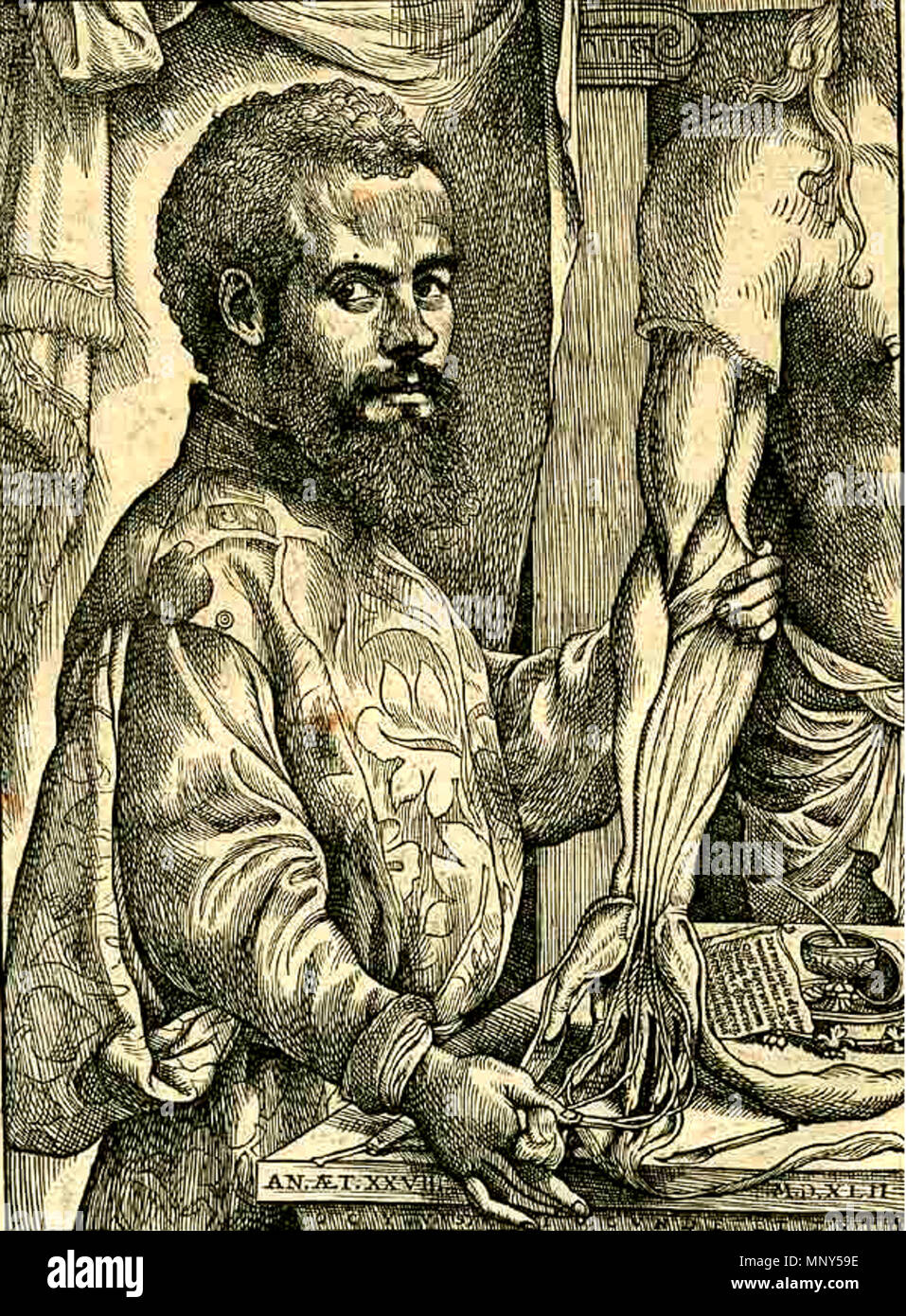 . Portrait de Vesalius à partir de son De humani corporis fabrica. 1543. Attribué à Jan van Calcar (circa 1499-1546/1550) noms alternatifs Giovanni da Calcar, Johannes Stephan van Calcar, Jan van Calcar, Calcarensis Flemish-German Joannes Stephanus Description peintre, dessinateur et graveur Date de naissance/décès vers 1499 entre 1546 et 1550 Lieu de naissance/décès Kalkar Naples Travailler emplacement venise (1536-1537), Naples (vers 1545-1546) le contrôle d'autorité : Q1397369 : VIAF 47034805 ISNI : 0000 0001 0896 5577 ULAN : 500026055 RCAC : n94115763 : WGA CALCAR, Jan Steven van WorldCat 123 Banque D'Images