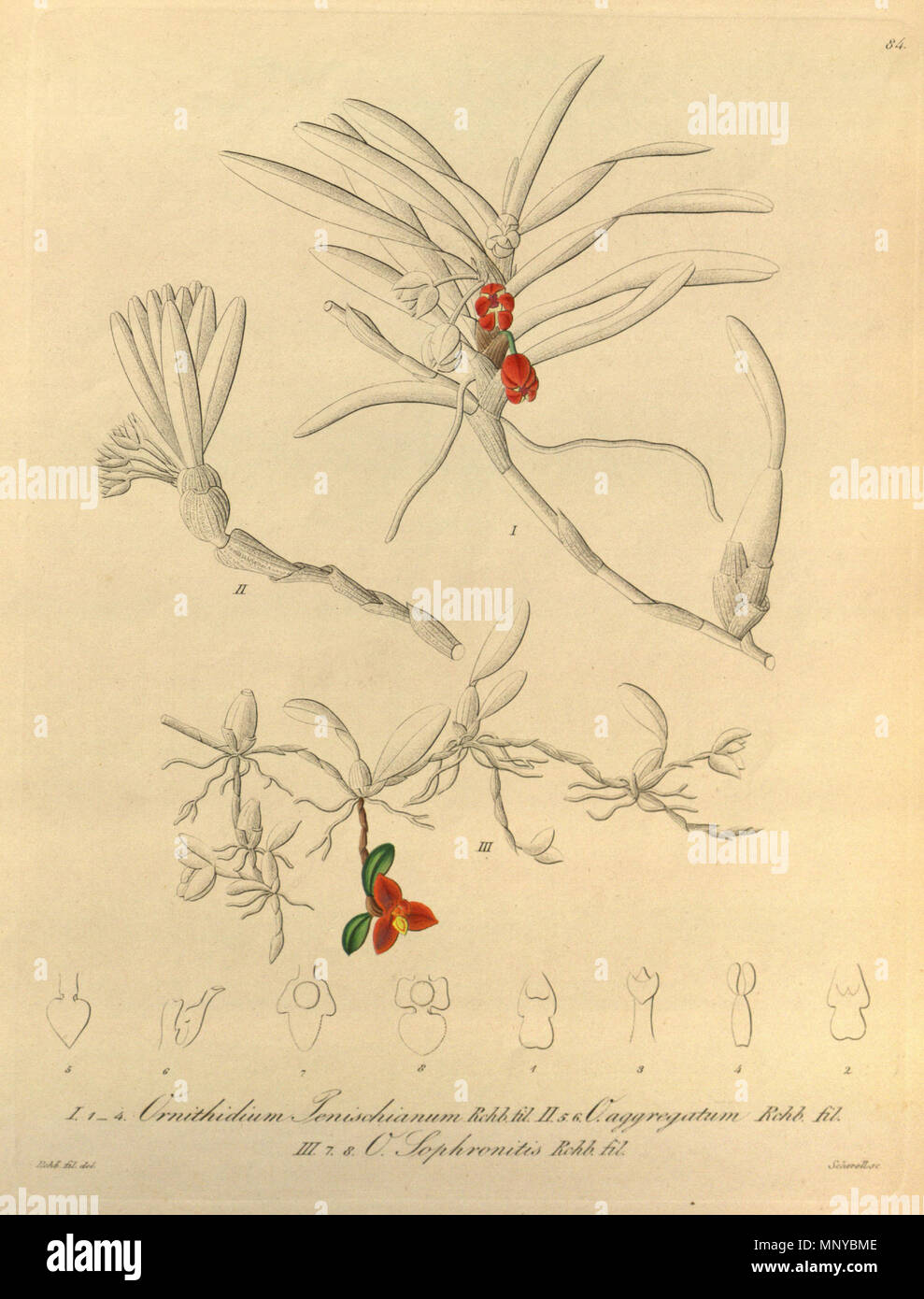 . Illustration de : I. Maxillaria jenischiana (comme syn. Jenischianum Ornithidium) II. Ornithidium aggregatum III.Ornithidium sophronitis . 1858. Heinrich Gustav Reichenbach (1824-1889) Noms alternatifs Rchb.f. German-Saxon pteridologist Description, botaniste, ornithologue et enseignant à l'université Date de naissance/Décès 3 Janvier 1824 6 mai 1889 Lieu de naissance/décès Dresde Hambourg Leipzig Lieu de travail contrôle d'autorité : Q62820 : 77066171 ISNI VIAF : 0000 0000 8396 1069 RCAC : n79125882 NLA : 35749194 : Botaniste Rchb.f. WorldCat 878 Maxillaria jenischiana - M. aggregata - M. sophroniti Banque D'Images