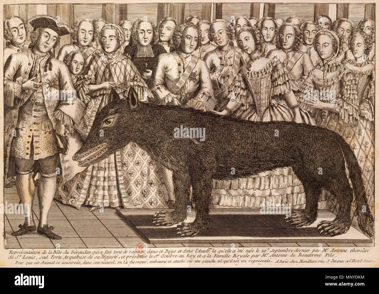 . Anglais : Le Loup des Chazes, tourné par M. François Antoine de Beauterne, affichée à la cour de Louis XV. English : Représentation de la Bête du Gévaudan qui a fait tant de ravages dans ce pays et dans l'Auvergne, laquelle a été tuée le 20 septembre dernier par M. Antoine, chevalier de Saint Louis, seul porte-arquebuse de sa Majesté et présentée le 1er octobre au Roy et à la famille royale par M. Antoine de Beauterne fils. Pour que cet animal se conserver dans son naturel, on l'a disséqué, embaumé attaché sur une planche et tel qu'il est ici represented. À Paris, chez Mondhare, rue Saint-Jacque Banque D'Images