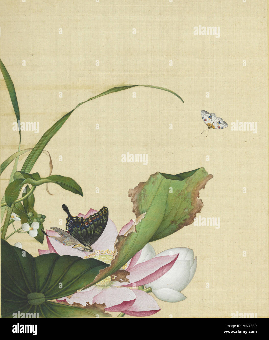 French : Photo de fleur de lotus (Nelumbo nucifera) et Sagittaria trifolia de Xi'e Changchun 中文 : 《仙萼長春冊 Album 荷花與慈姑花圖 « entre 1722 et 1735. 1275 Xian'e album 06 Changchun Banque D'Images