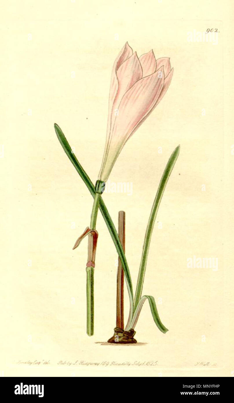 . Illustration de Zephyranthes minuta . 1825. Sydenham Edwards (1768-1819) 1282 Zephyranthes grandiflora Banque D'Images
