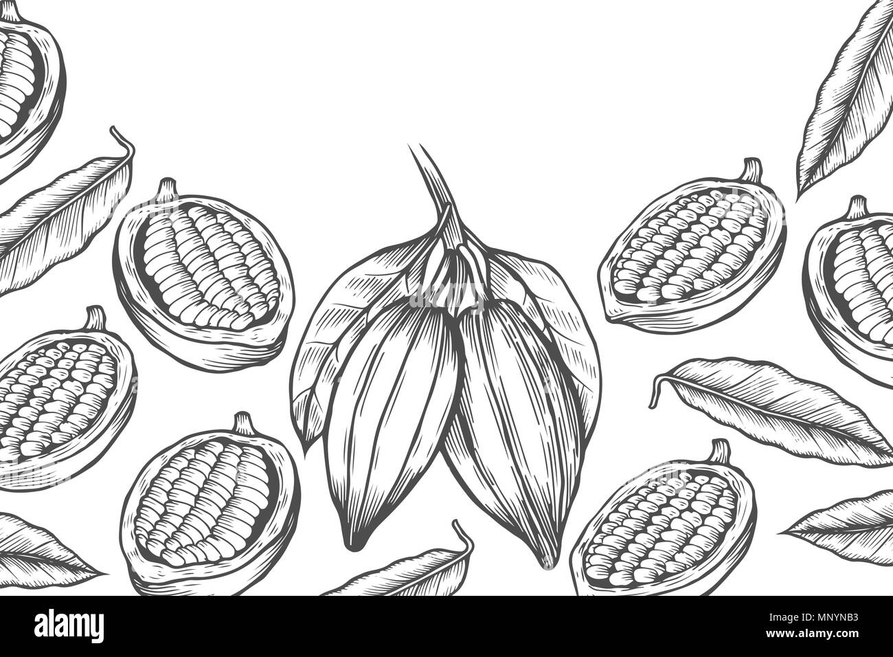 Modèle de conception de l'arbre de cacao. Style illustration gravée. Les fèves de cacao au chocolat. Vector illustration Illustration de Vecteur