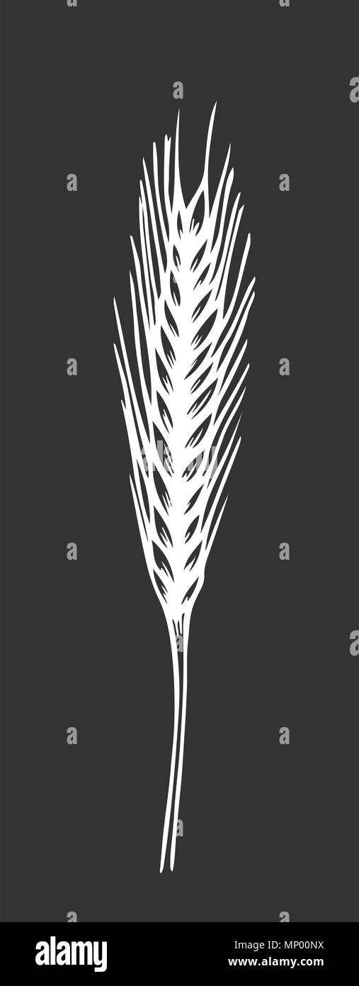 Des épis de blé. Croquis à la craie sur tableau noir. Hand drawn vector illustration. Style rétro. Illustration de Vecteur