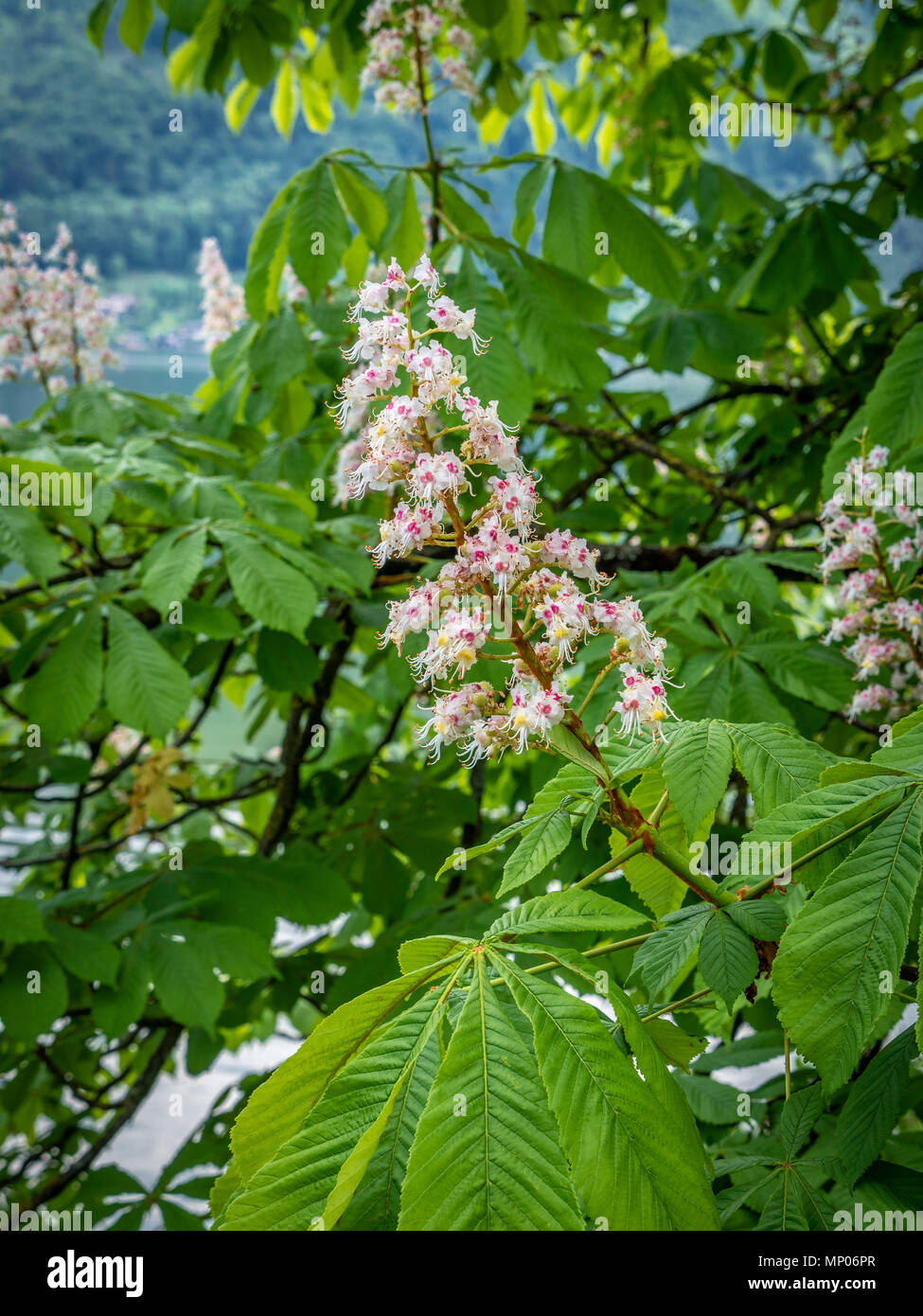 Fleurs d'un marronnier commun (Aesculus hippocastanum) Banque D'Images