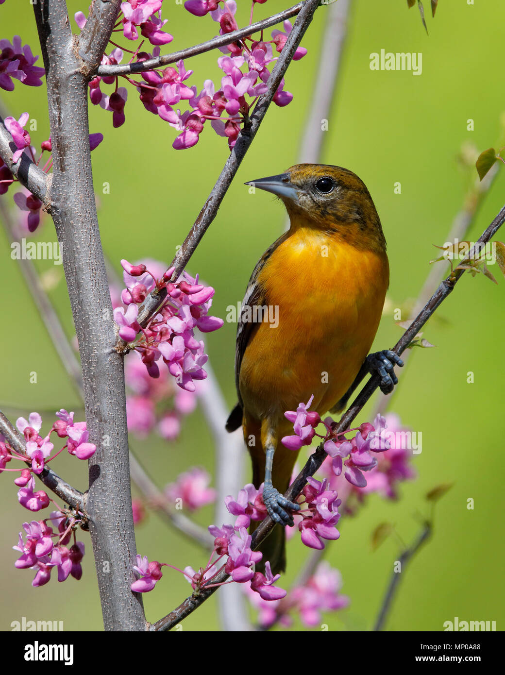 Femme Oriole de Baltimore (Icterus galbula) perché dans un arbre de l'Est de Redbud - Lambton Shores, Ontario, Canada Banque D'Images