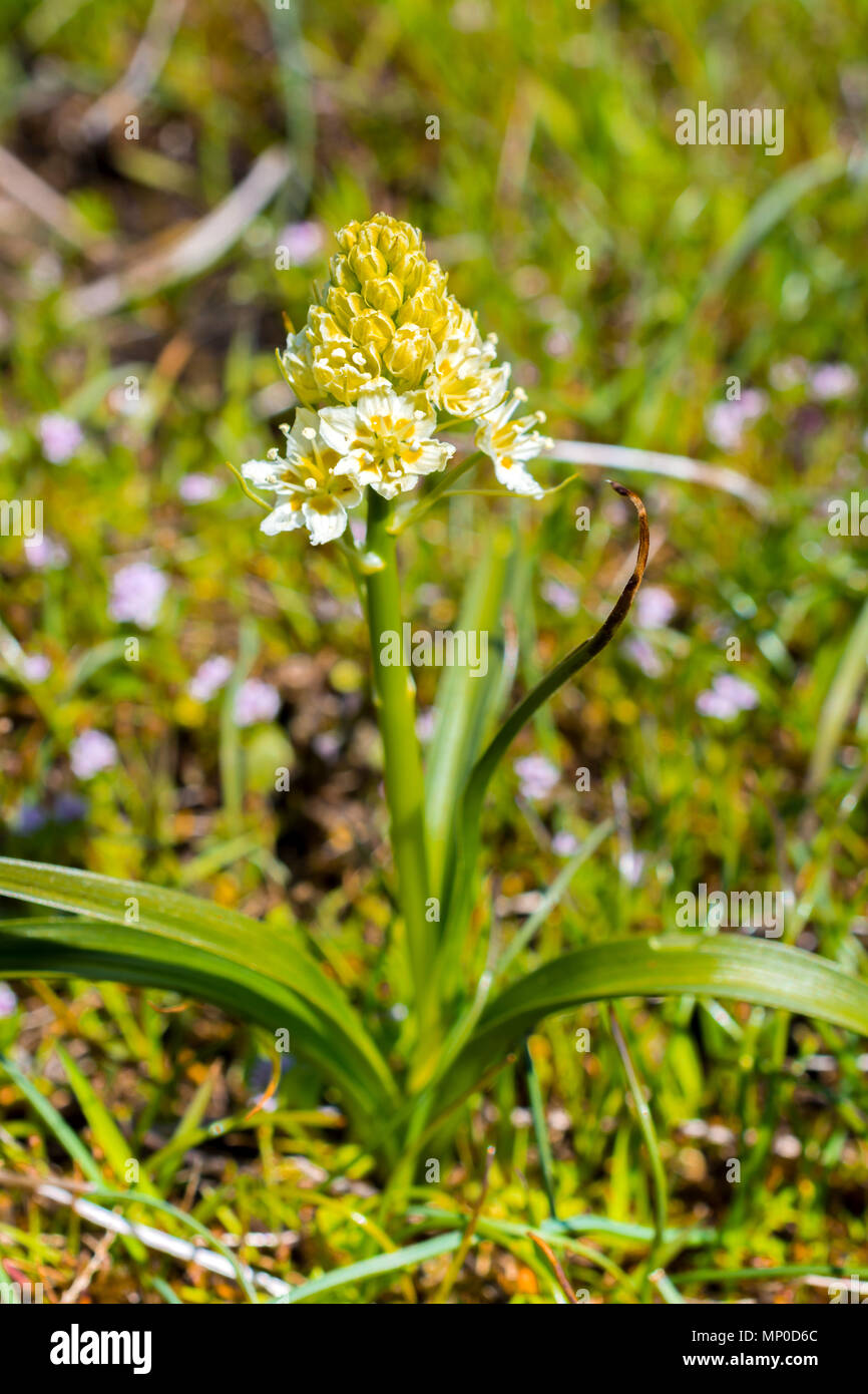 Death Camas Prairie - Zigadenus venenosus - Hornby Island, BC, Canada. Banque D'Images