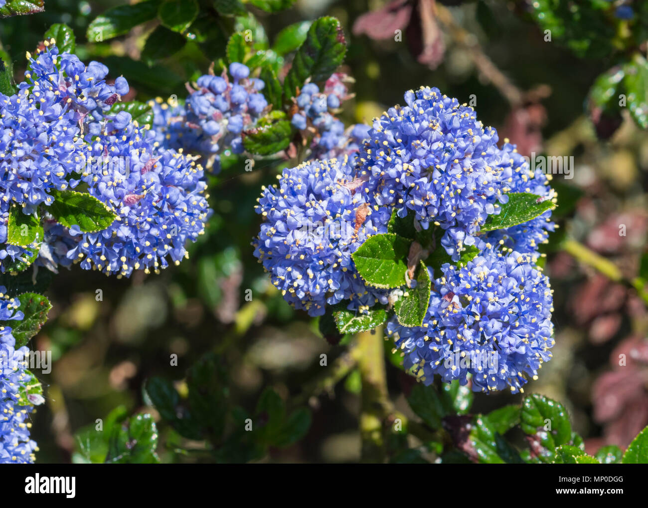 Libre de droit de lilas californien (Ceanothus), un de plus en plus fleur bleue à la fin du printemps dans le West Sussex, Angleterre, Royaume-Uni. Banque D'Images
