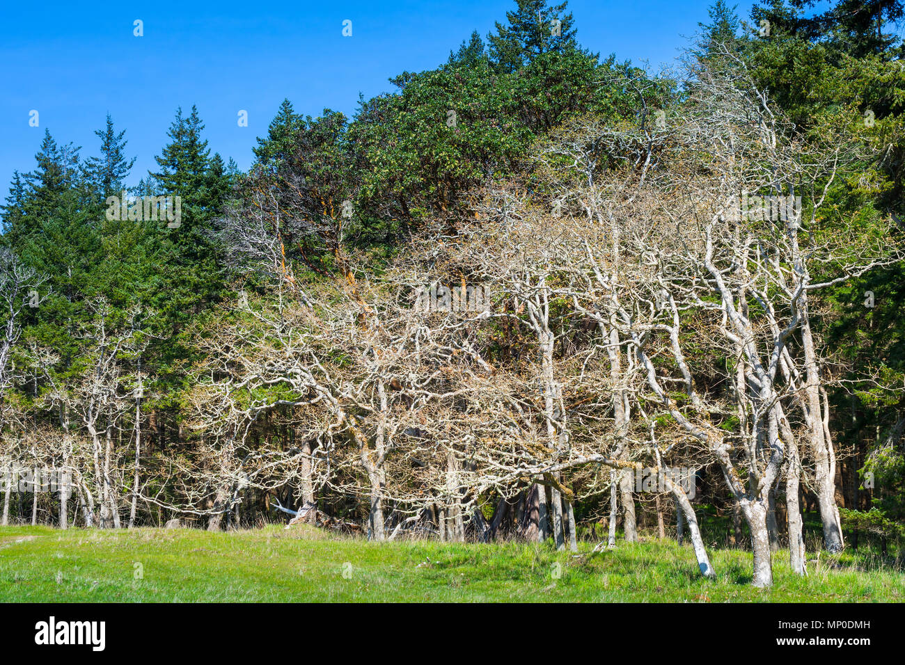 Les arbres de chêne de Garry, parc provincial Helliwell, Hornby Island, BC, Canada. Banque D'Images