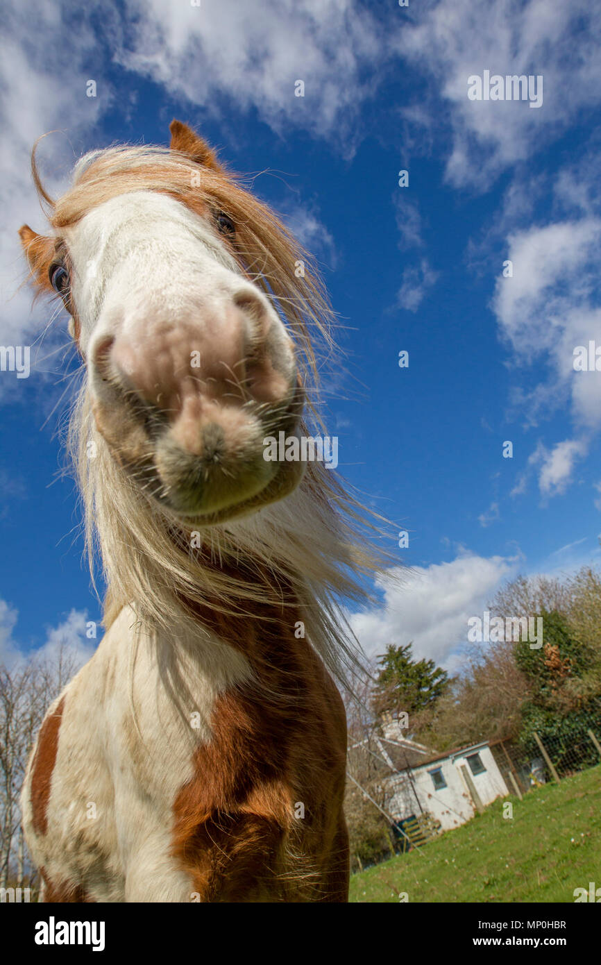 Dans la zone de pâturage de chevaux Banque D'Images