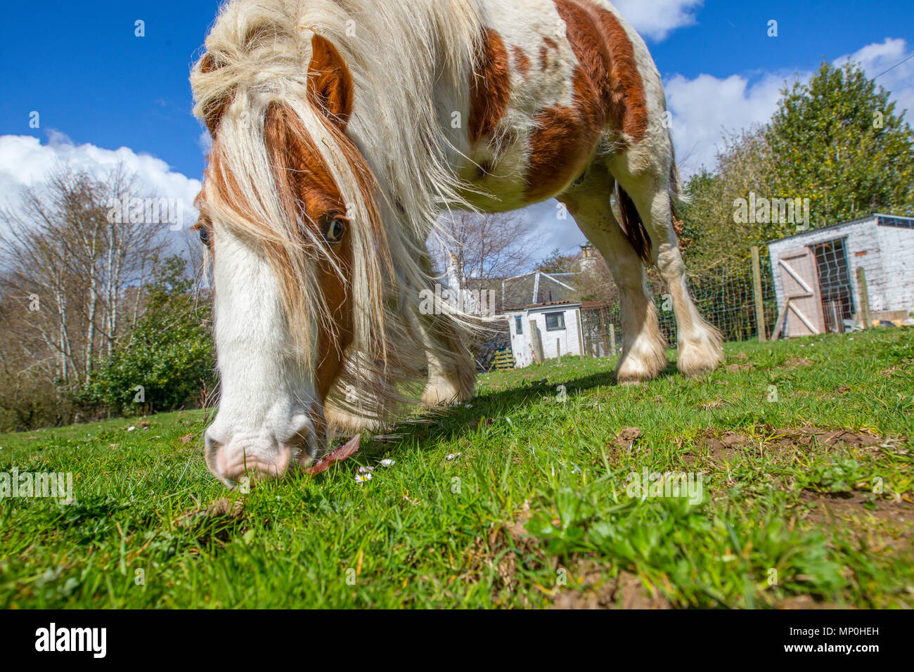 Dans la zone de pâturage de chevaux Banque D'Images