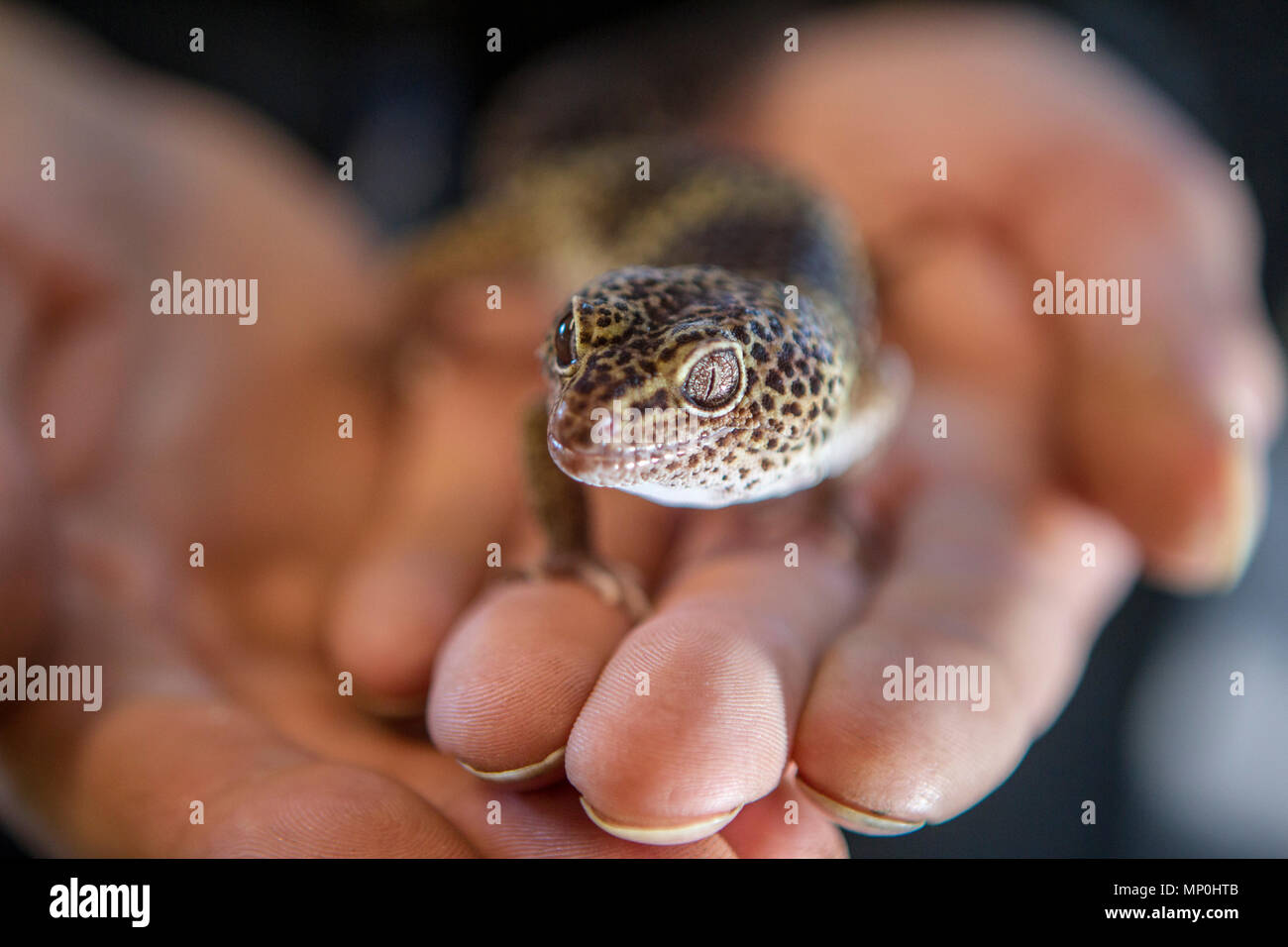 Leopard Gecko détenu Banque D'Images