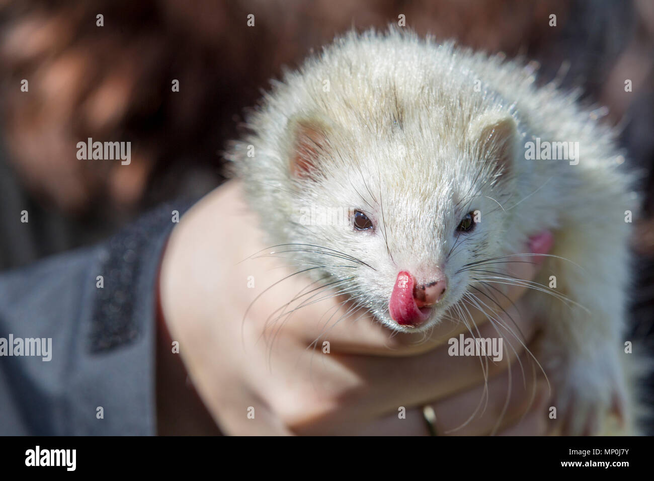 Léchant ses lèvres furet blanc Banque D'Images