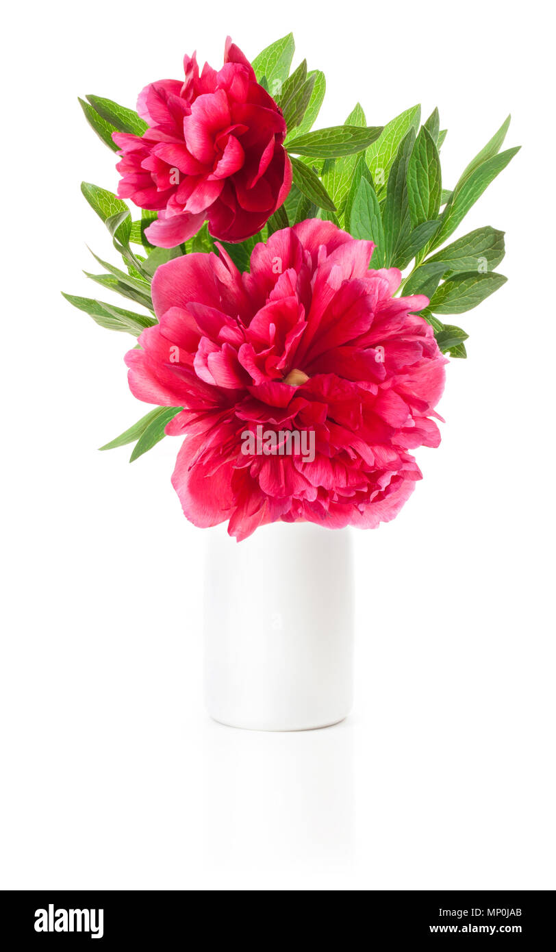 Fleur de pivoine dans vase blanc isolated on white Banque D'Images