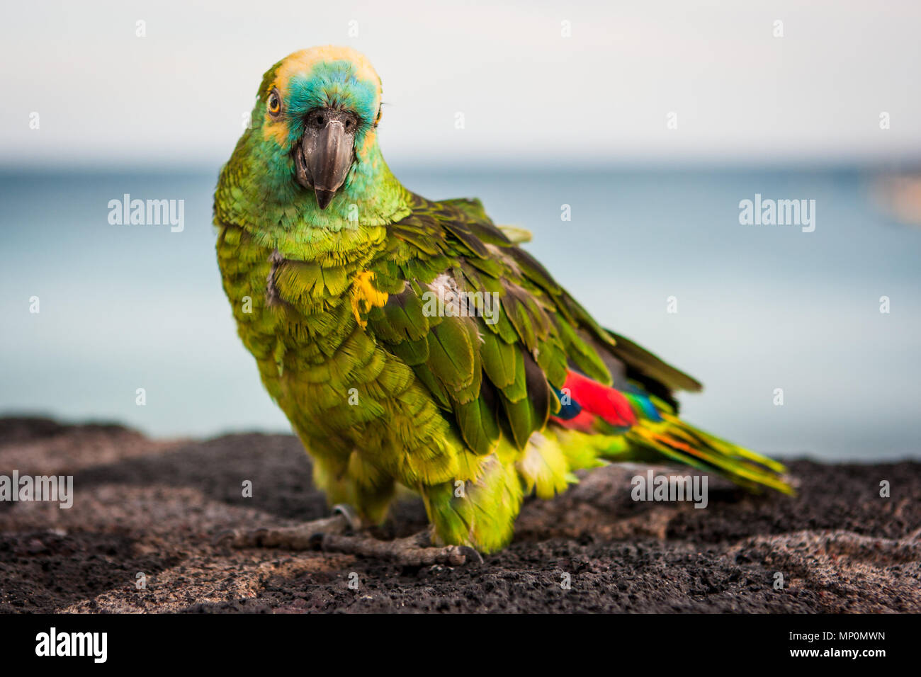 Image détaillée d'un perroquet coloré vert avec des ailes rouges looking at camera. Lanzarote, îles Canaries, Espagne. Banque D'Images