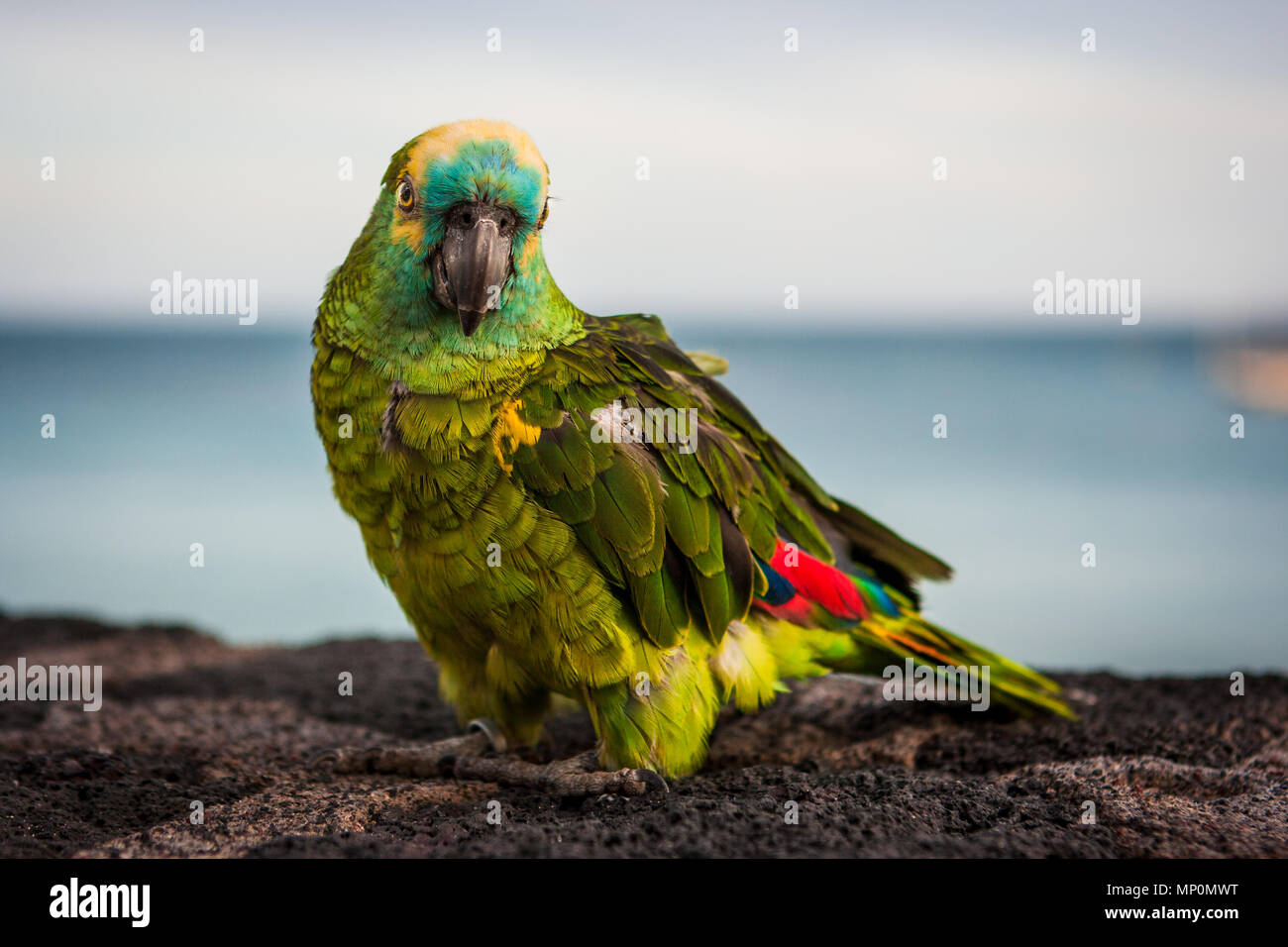 Image détaillée d'un perroquet coloré vert avec des ailes rouges looking at camera. Lanzarote, îles Canaries, Espagne. Banque D'Images