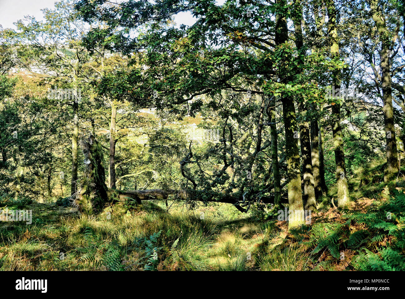 Arbre tombé dans un bois de Cumbrie Banque D'Images