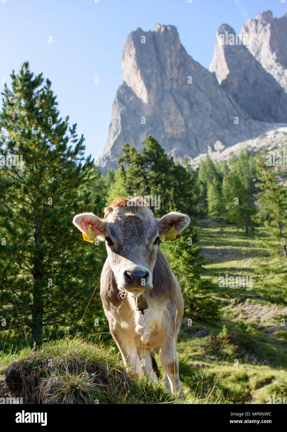 Le long du sentier de la vache, Odle groupe de montagnes, une partie des Dolomites Puez-Odle nature park, dans la province de Bolzano - Tyrol du Sud, Italie. Banque D'Images