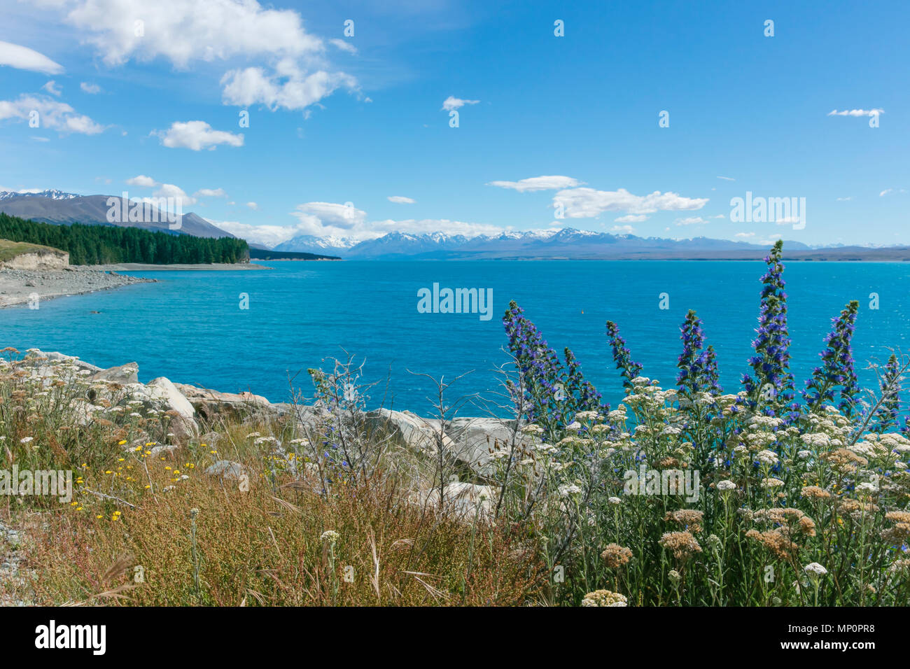 Fleurs sauvages le long du lac Pukaki, Nouvelle-Zélande Banque D'Images