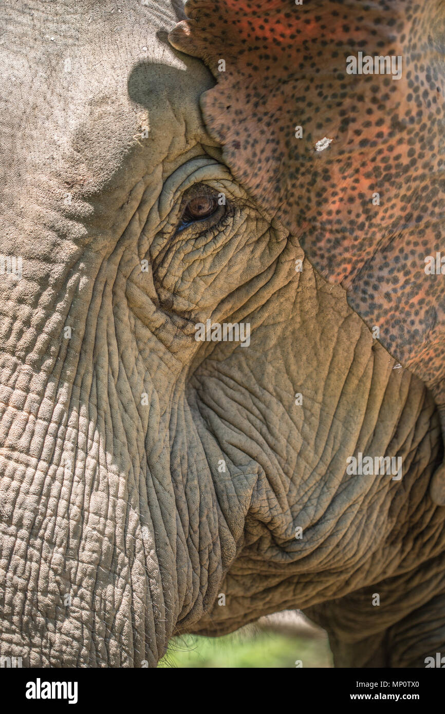 L'éléphant d'Asie au Laos Banque D'Images