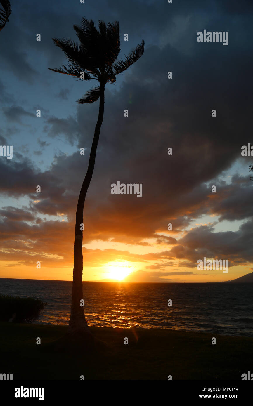 Palm Tree Sunset, Kihei, Maui Banque D'Images