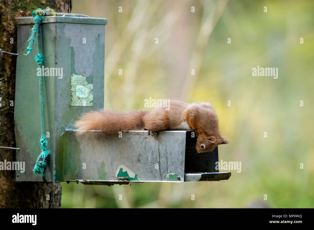 Seul, mignon écureuil rouge portant plate sur le dessus de l'alimentation, à l'intérieur de peering - Snaizeholme Écureuil rouge Trail, près de Hawes, Yorkshire, Angleterre, Royaume-Uni. Banque D'Images