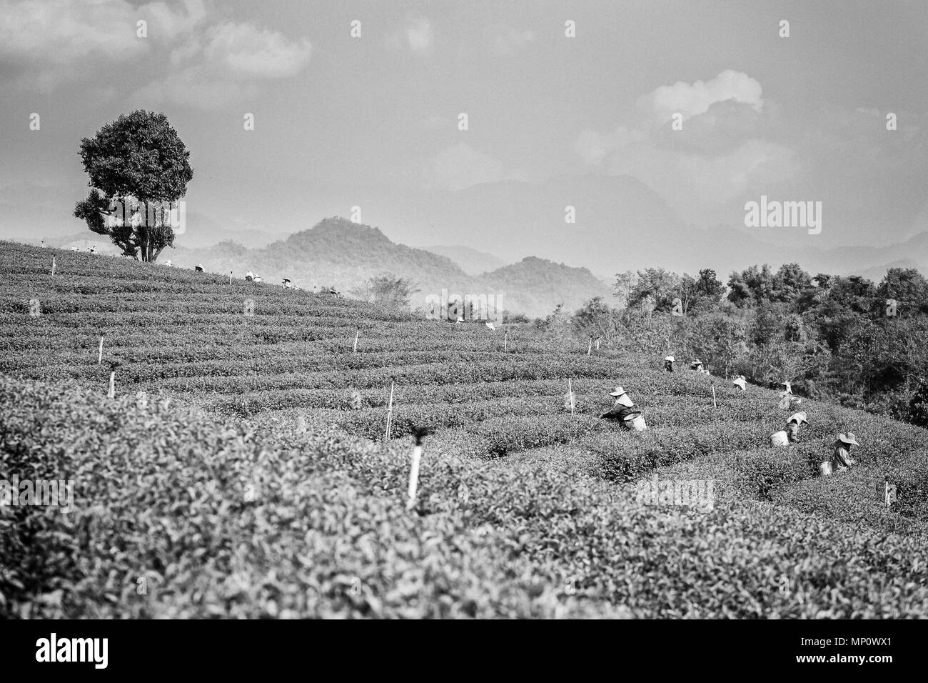 Belle vue sur Chouifong plantation de thé vert pris près de la ville touristique de Chiang Rai dans le nord de la Thaïlande. L'agriculture de l'Asie du sud est. Banque D'Images