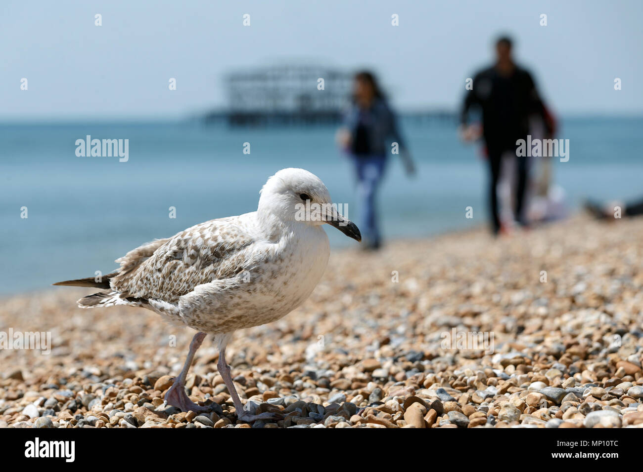 Une mouette promenades le long front de mer de Brighton sur une journée ensoleillée. Brighton, East Sussex, UK. Banque D'Images