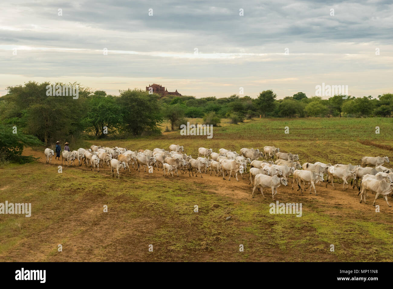 Un troupeau de bovins vaches zébu blanc marche à travers champs dans les régions rurales de Bagan, Myanmar, Birmanie, Asie du sud-est, pendant le coucher du soleil. sereine pacifique L'agriculture asiatique Banque D'Images