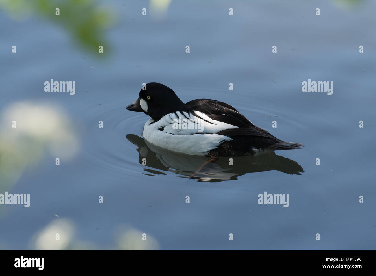 Goldeneye Bucephala clangula (mâle), un canard plongeur, natation Banque D'Images