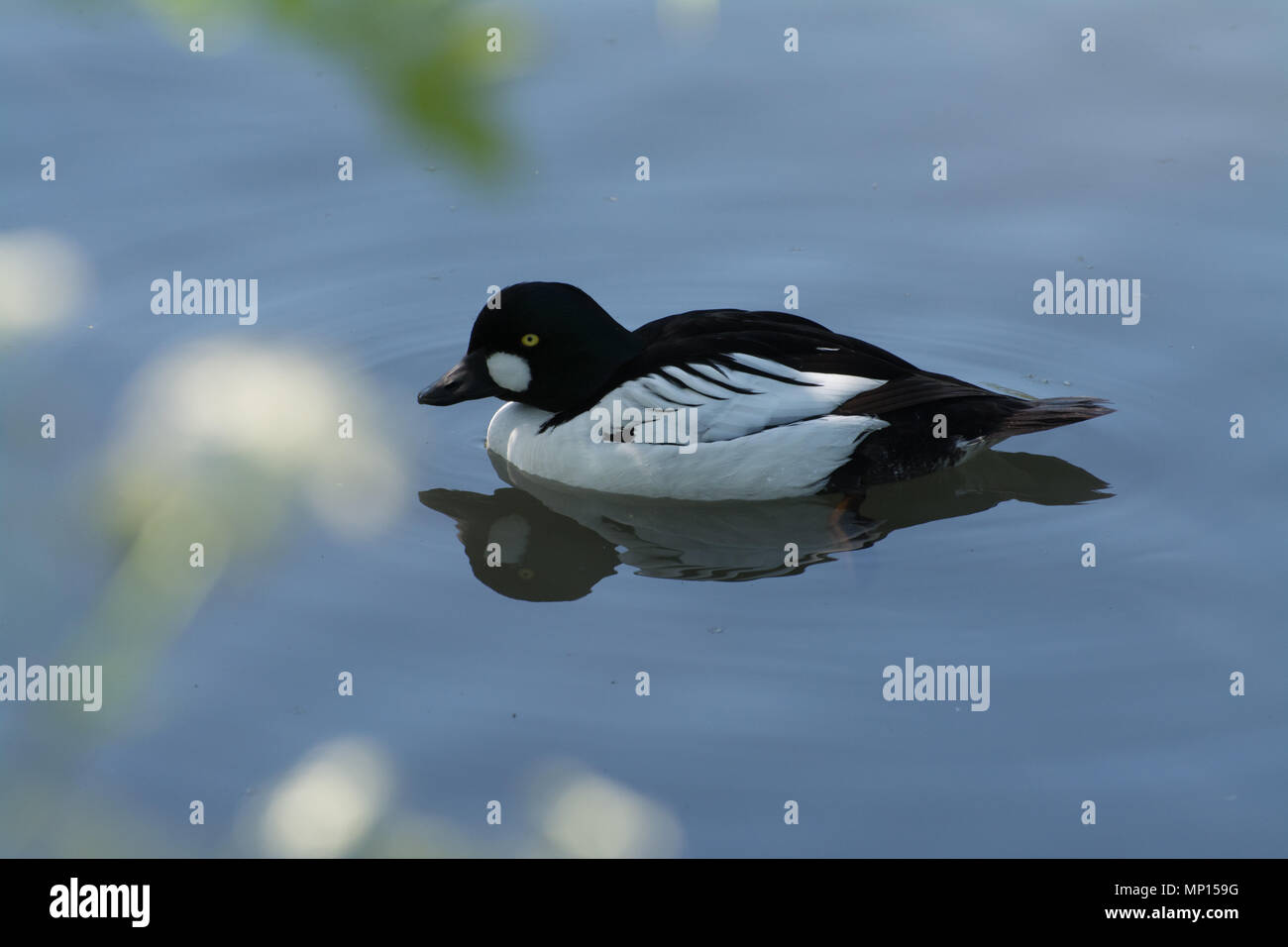 Goldeneye Bucephala clangula (mâle), un canard plongeur, natation Banque D'Images