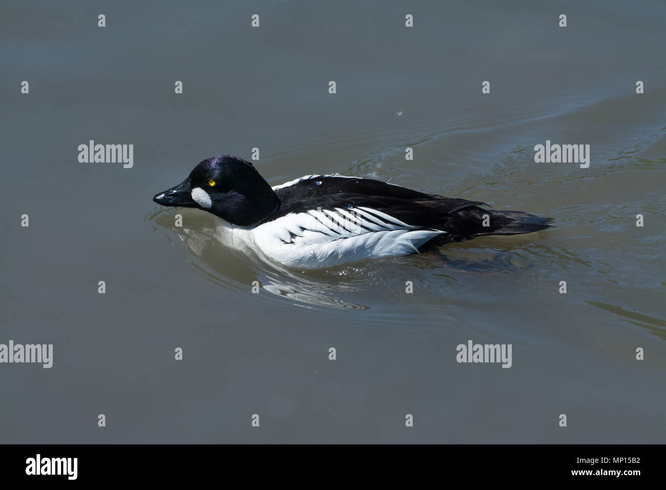 Goldeneye Bucephala clangula (mâle), un canard plongeur, natation Banque D'Images