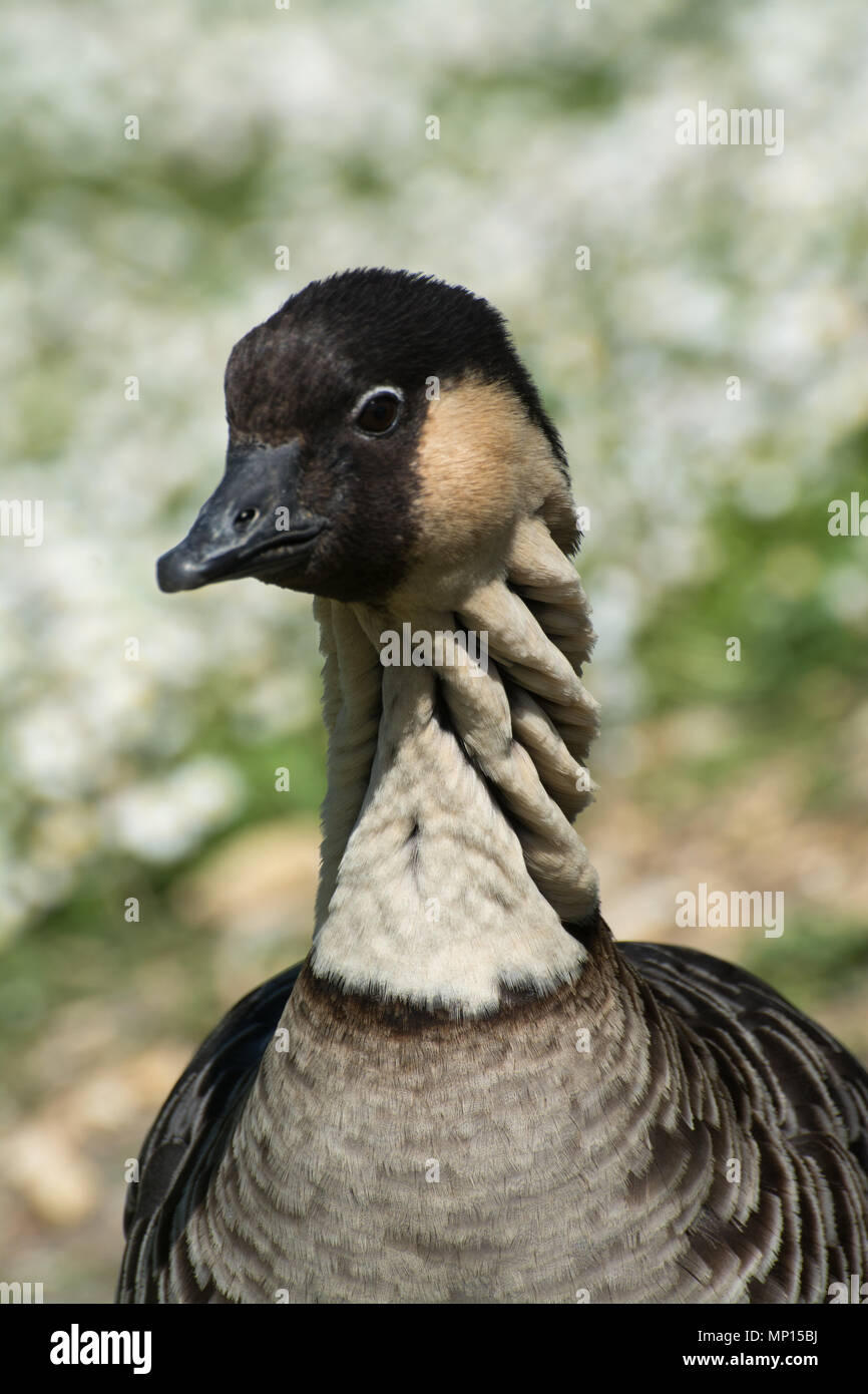 Nene ou Hawaiian goose (Branta sandvicensis) close-up Banque D'Images