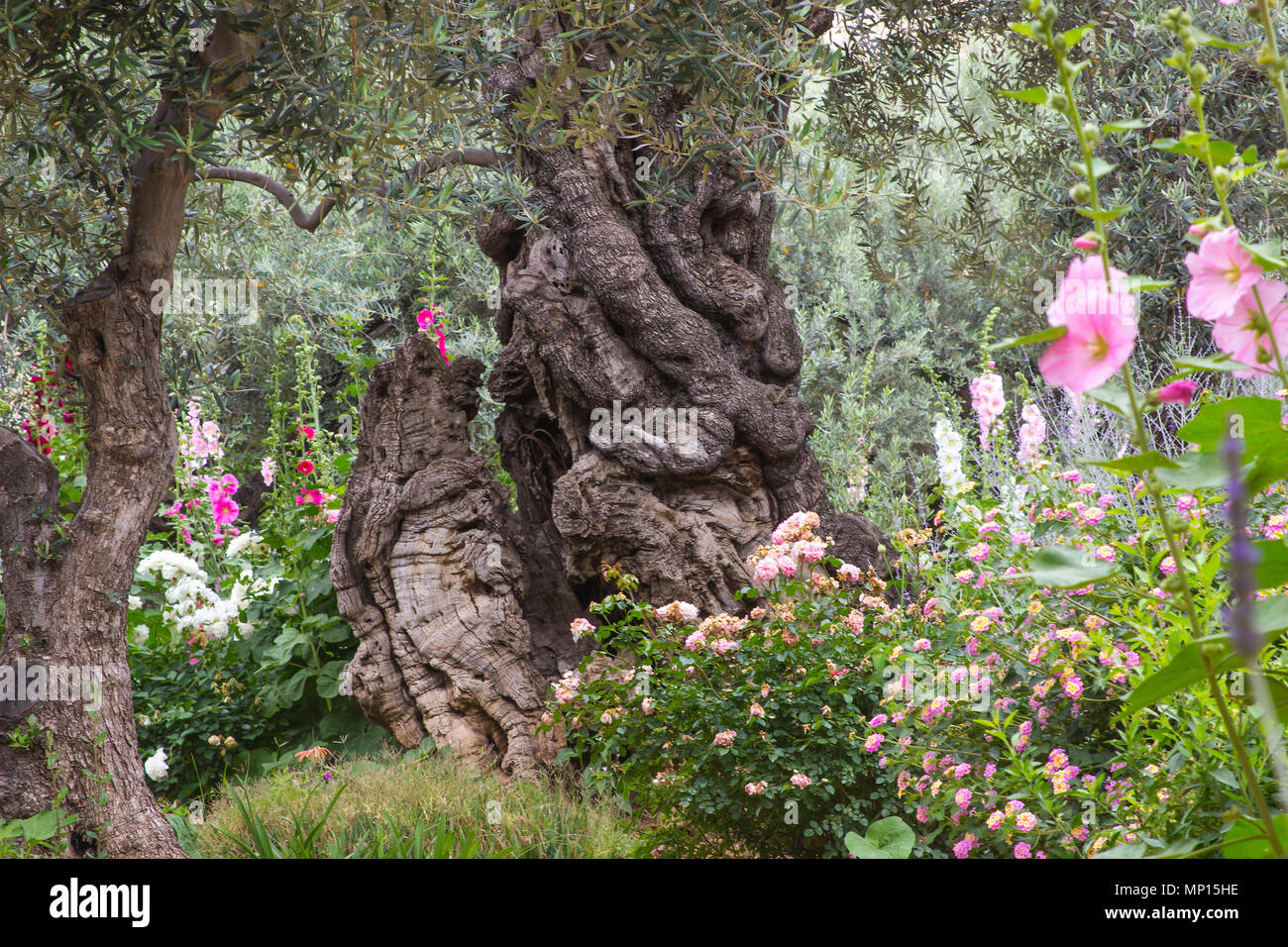 Vieux Oliviers et les jeunes plantes herbacées vivant côte à côte dans le jardin historique de Getshemene la scène de Jésus Christ, la prière d'agonie Banque D'Images