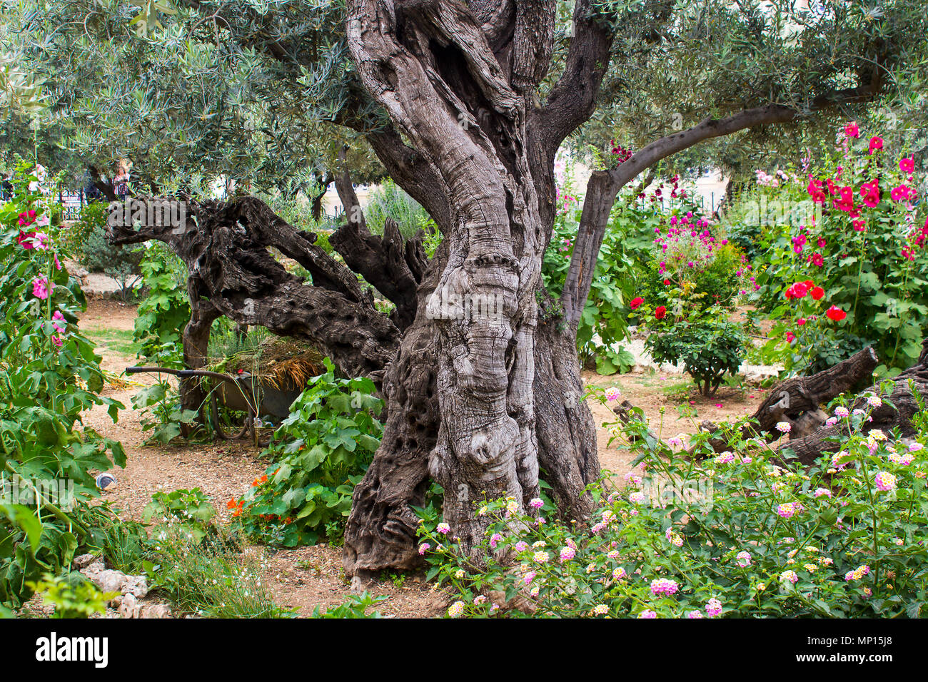Vieux Oliviers et les jeunes plantes herbacées vivant côte à côte dans le jardin historique de la scène de Gethsémani Jésus Christ est la prière d'agonie Banque D'Images