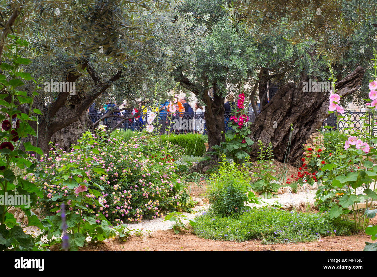 Vieux Oliviers et les jeunes plantes herbacées vivant côte à côte dans le jardin historique de Getshemene la scène de Jésus Christ, la prière d'agonie Banque D'Images