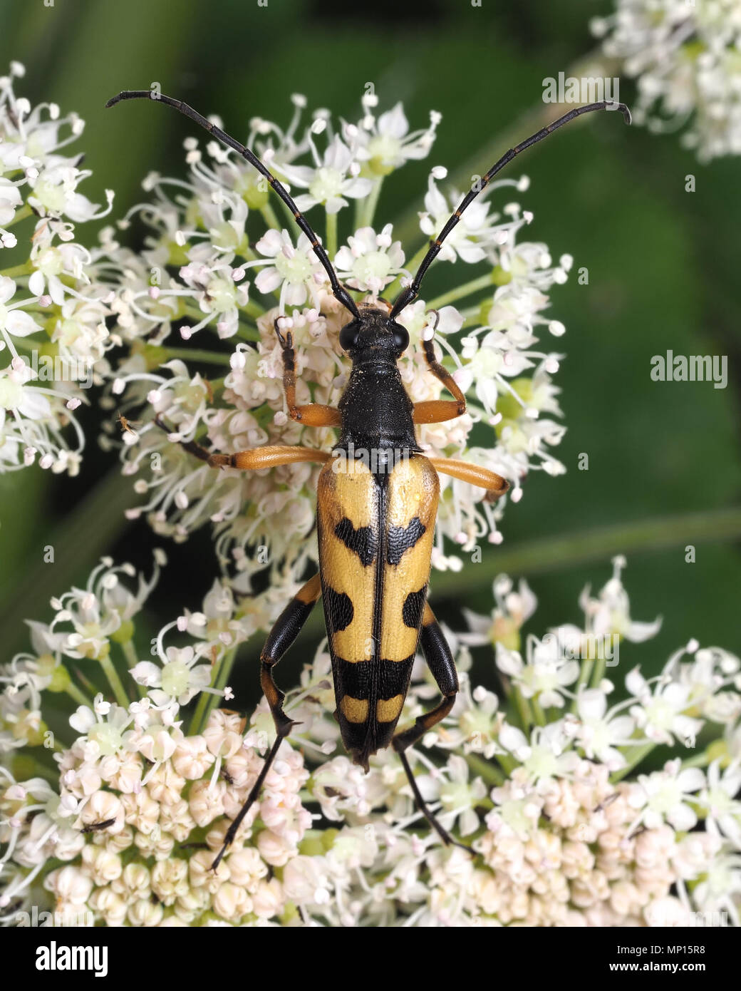 Le longicorne noir et jaune (Rutpela maculata) se nourrissant d'umbellifer fleur. Tipperary, Irlande Banque D'Images