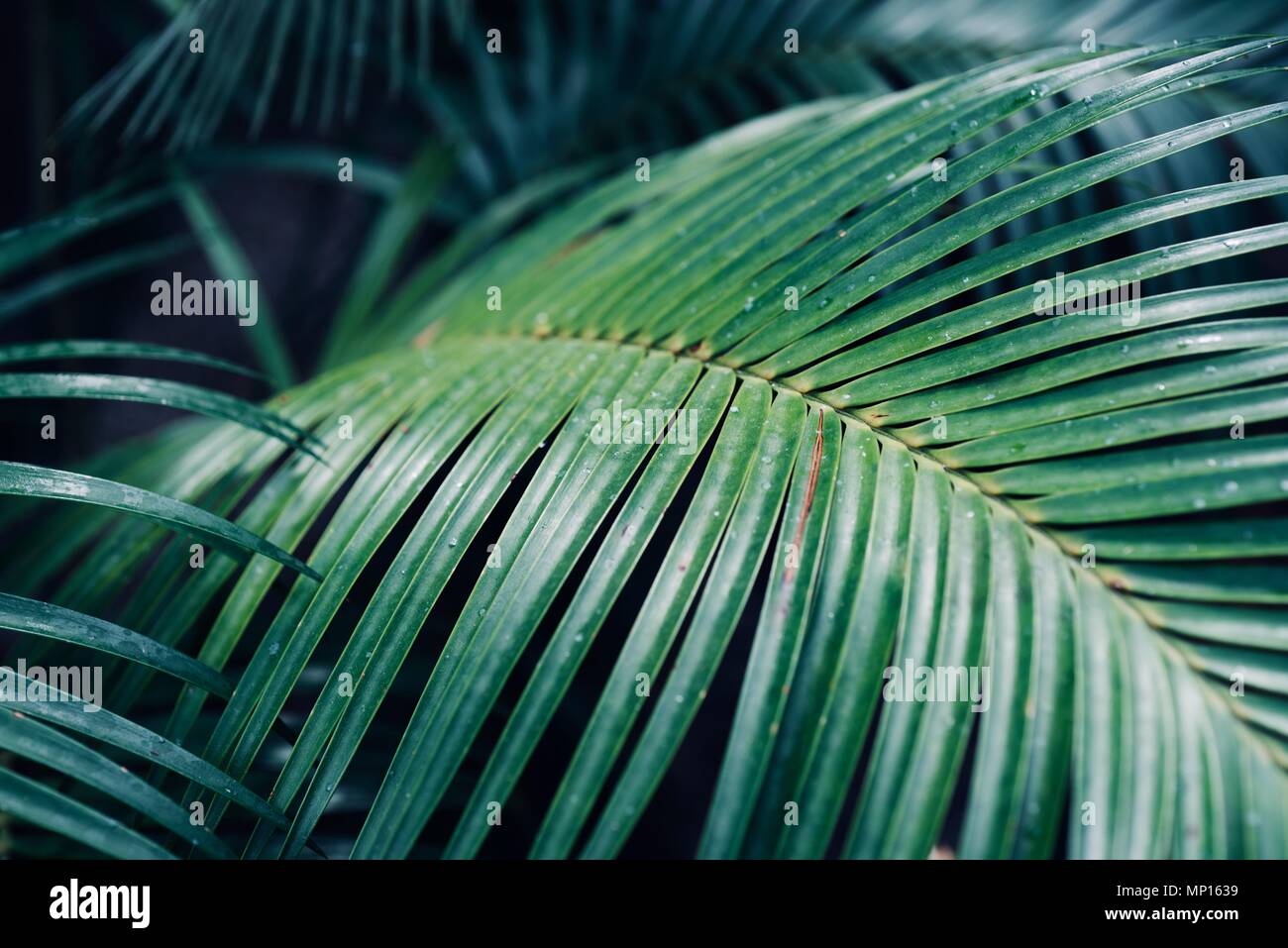 Fond vert tropicaux exotiques, feuilles vertes, la texture, le motif Banque D'Images