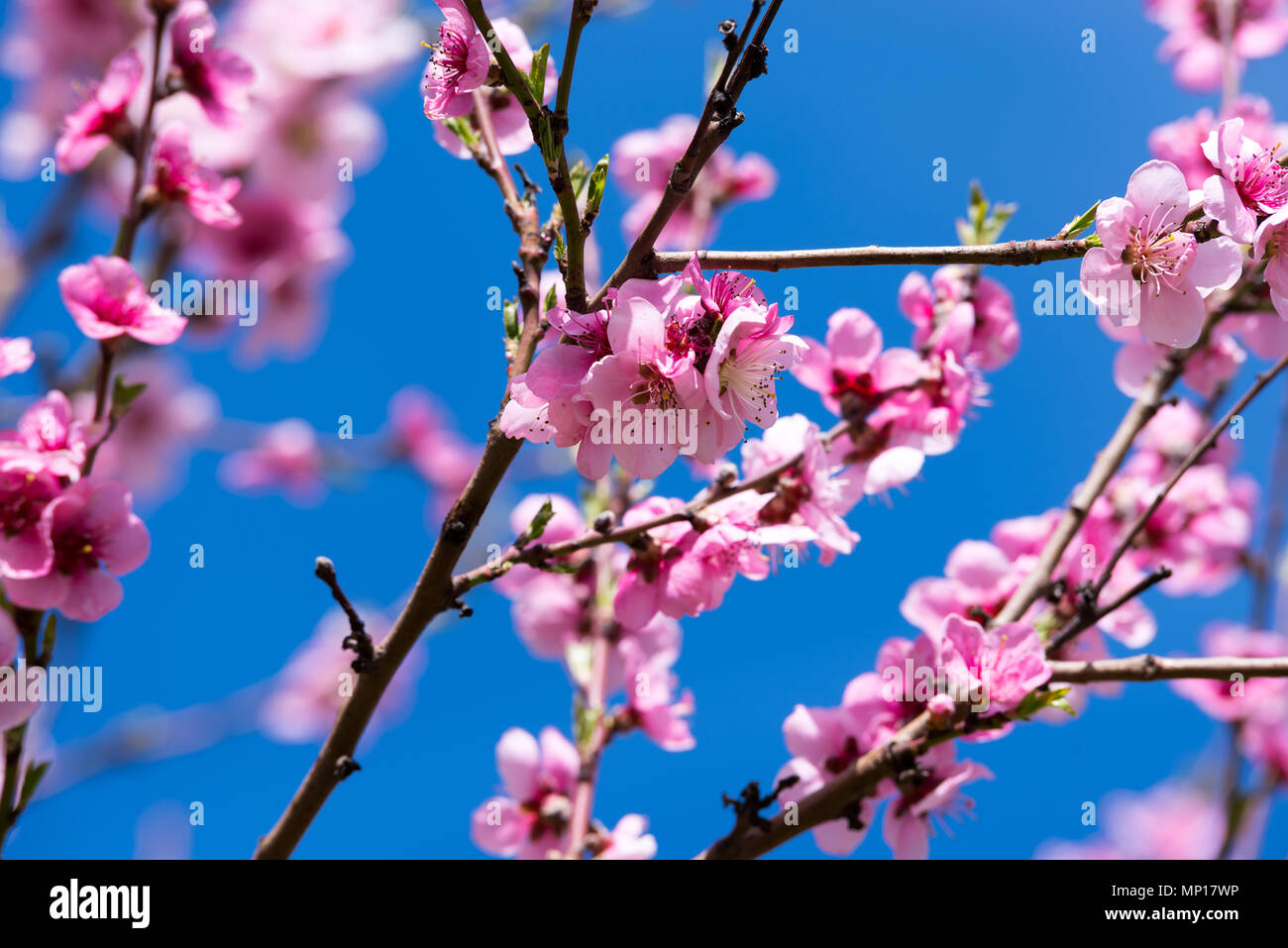Peach arbre en fleur Banque D'Images