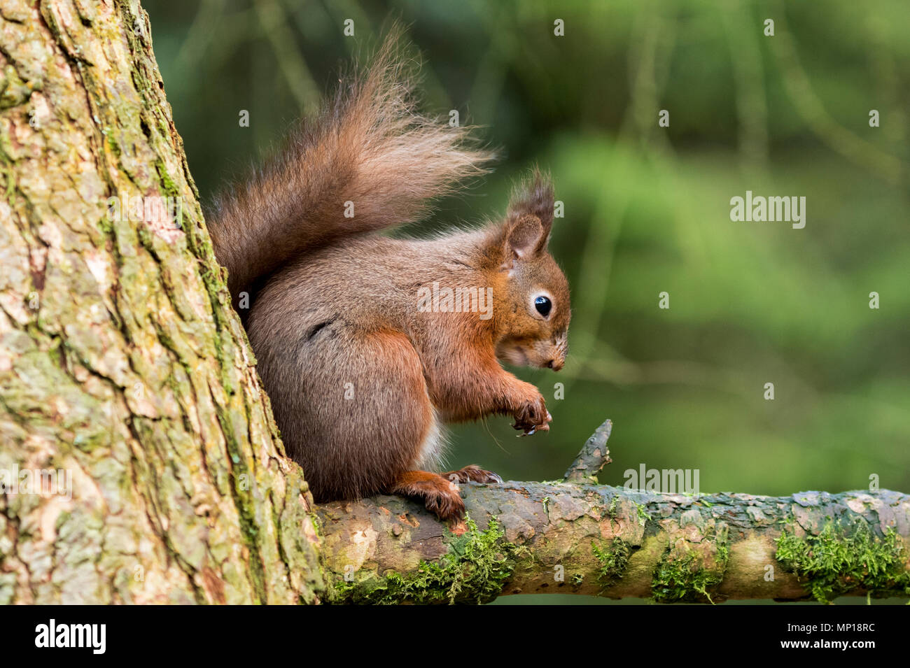 Single, écureuil rouge mignon, assis sur une branche élevée de l'alimentation, la Queue enroulée derrière - Snaizeholme Écureuil rouge, sentier par Hawes, Yorkshire, Angleterre, Royaume-Uni. Banque D'Images