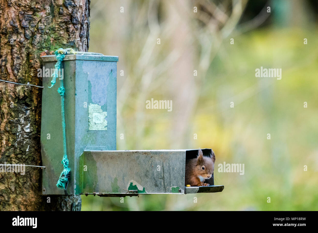 Single, poussant l'écureuil rouge mignon sa tête hors de l'alimentation de semences sur tronc d'arbre - Snaizeholme Écureuil rouge Trail, près de Hawes, Yorkshire, Angleterre, Royaume-Uni. Banque D'Images