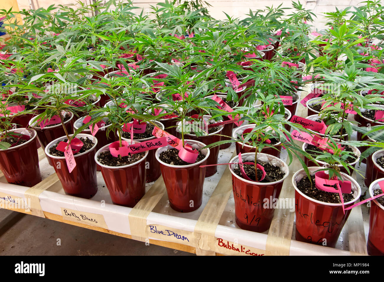Les jeunes 'Cannabis sativa' plantes de diverses variétés cultiver en pot avec un éclairage artificiel, à la ferme de mauvaises herbes. L'État de Washington. Banque D'Images