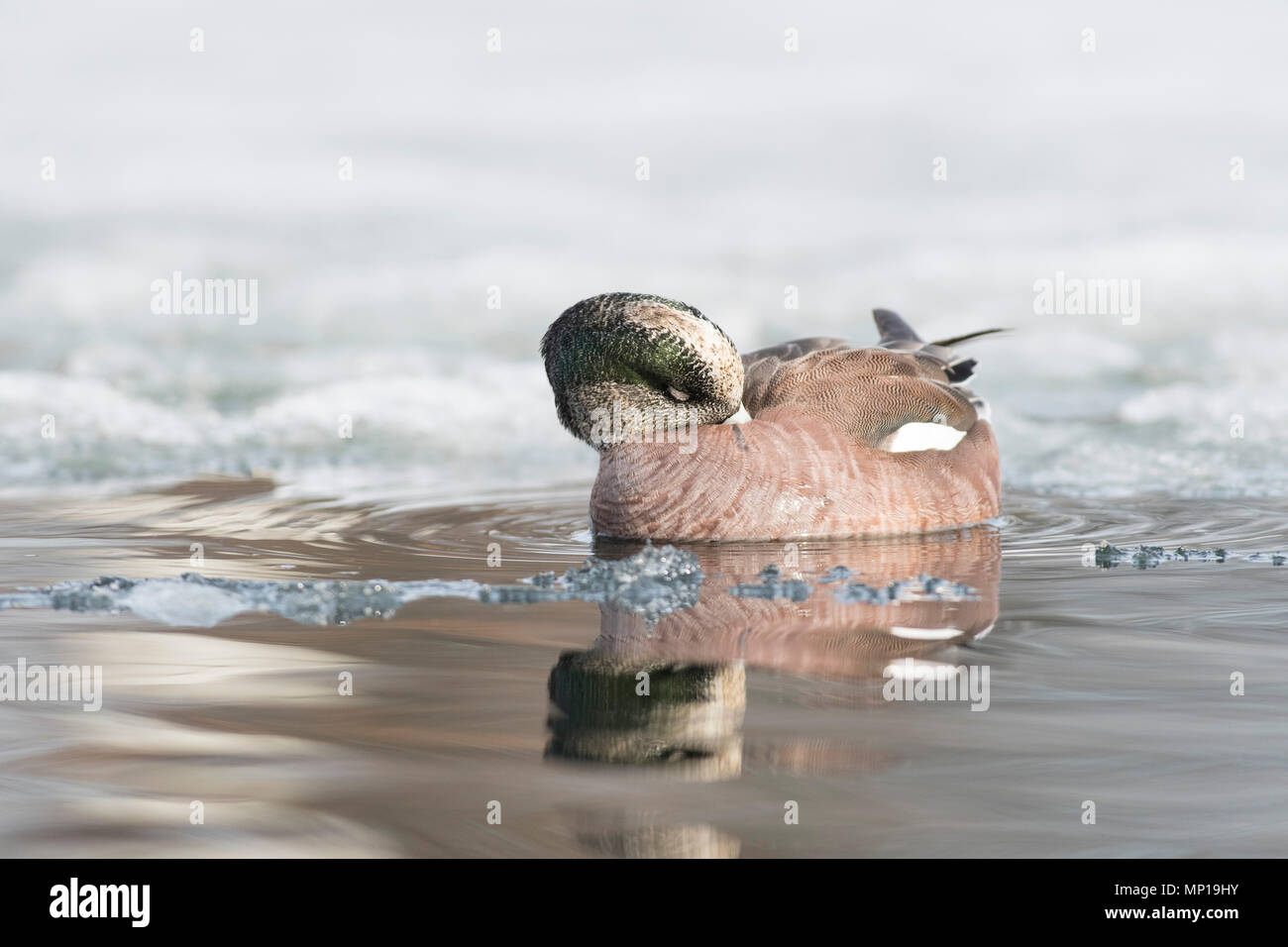 Canard siffleur américain Drake Banque D'Images